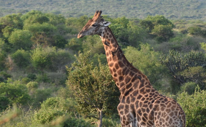 Experience a Wide Variety of African Wildlife
