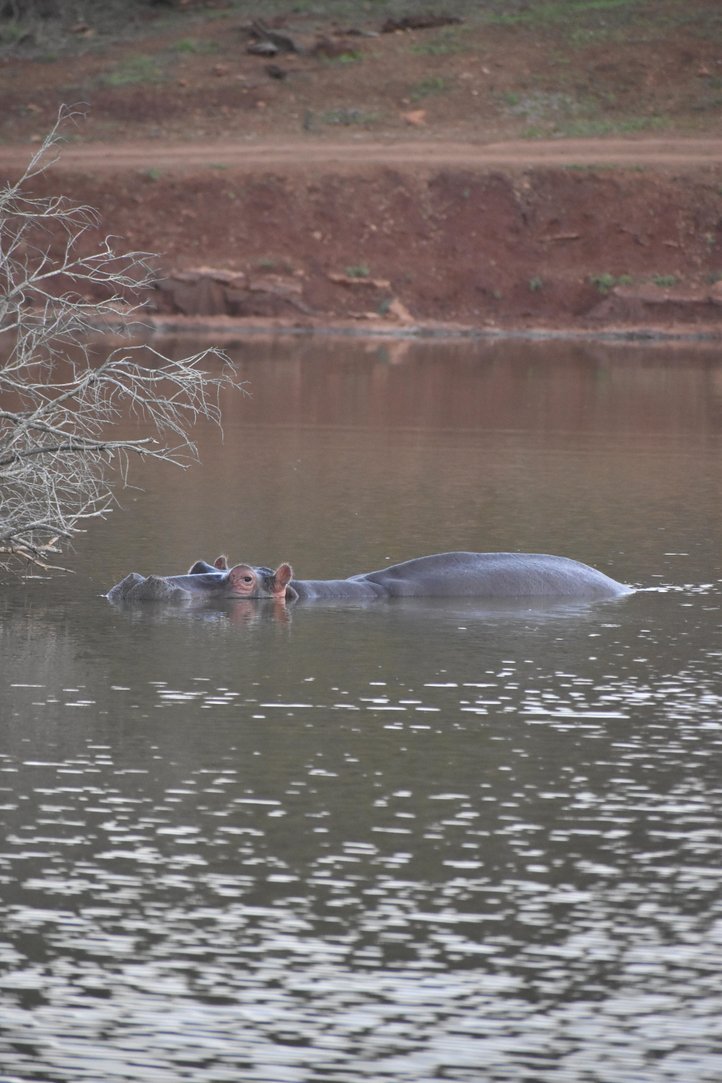 hippo at duiker game lodge
