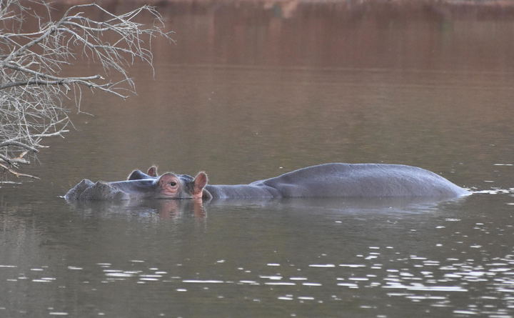 hippo at duiker game lodge