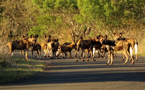 Mkuze Game Reserve