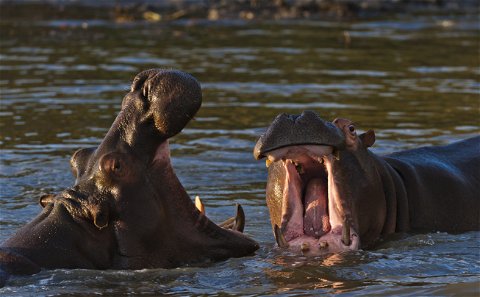 St Lucia Hippo and Croc Boat Cruise