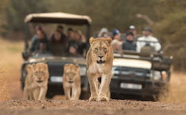 Big 5, Game drive, Safari, Wildlife