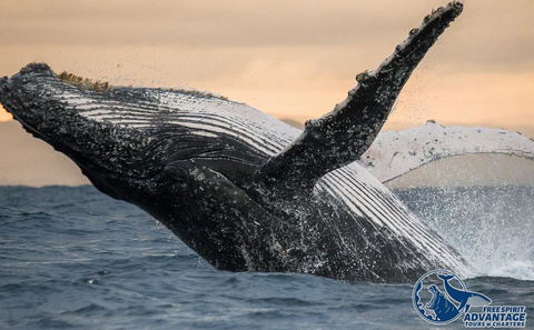 Whale Watching