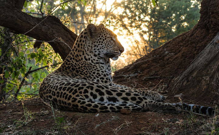 duiker game lodge big 5 package
