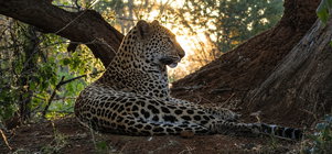 The Duiker Game Lodge Big 5 Package