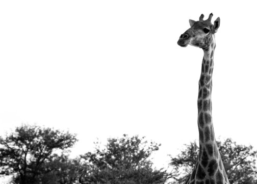 Black and white photo of a giraffe and its long neck