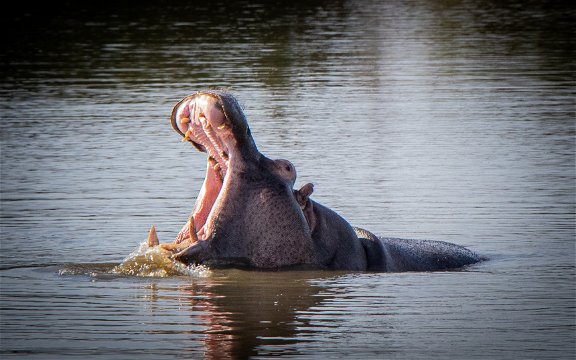 A hippo yawning in the water