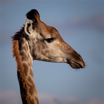 A profile of a giraffe