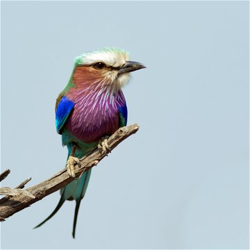A colourful lilac breasted roller on a branch