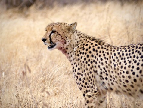 A bloody-faced cheetah after a successful hunt