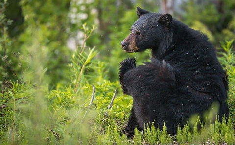 Whistler Bear Tours