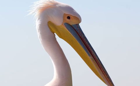 Safaris sur mesure en Afrique Australe au départ du Kamunjila Lodge