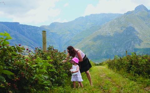 Wildrebraam Berry Picking in the Hermitage Valley Swellendam 