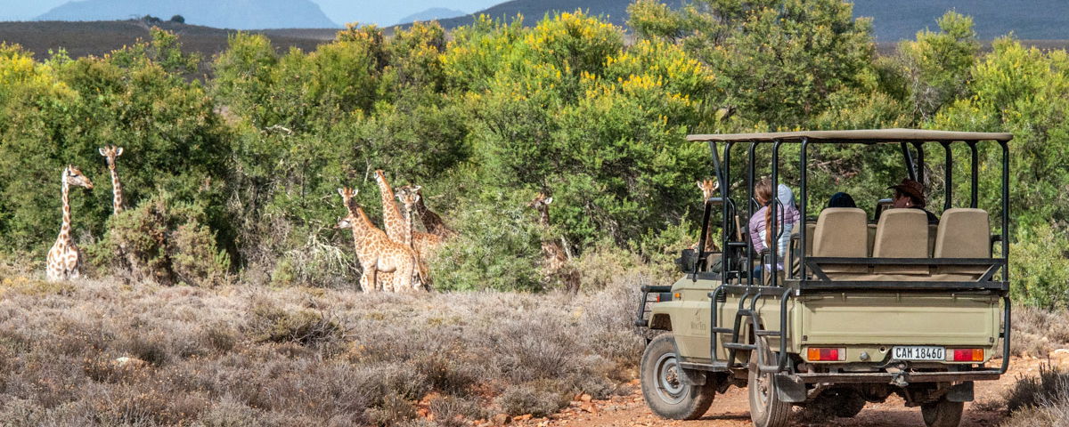 Game Drive at Mont Eco Game Reserve