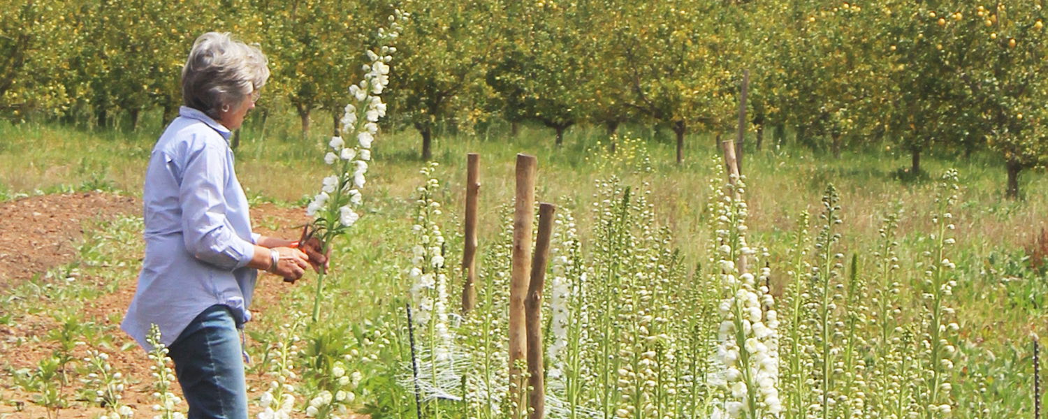 weltevrede flowers, schoone oordt, swellendam