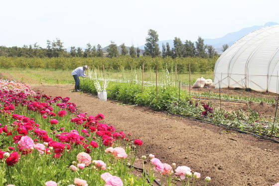 weltevrede flowers, schoone oordt, swellendam