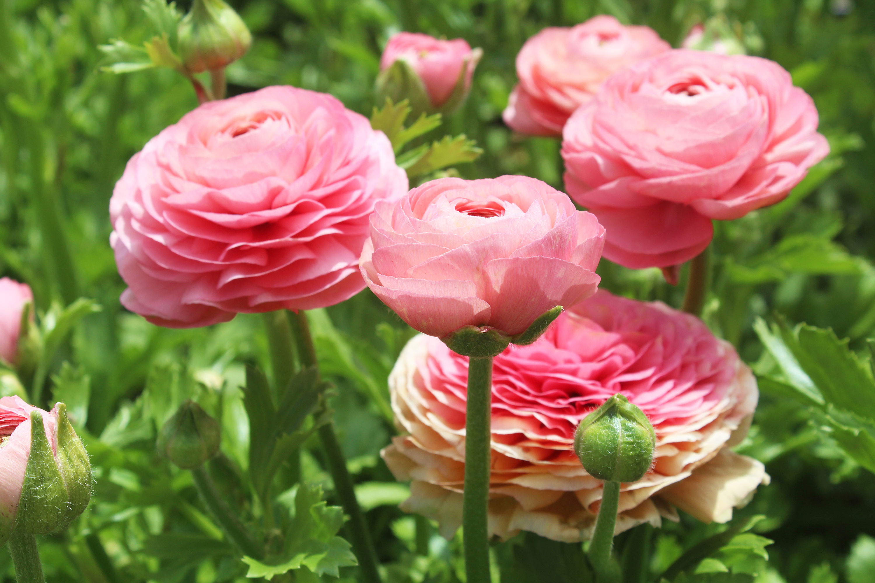 weltevrede flowers, schoone oordt, swellendam