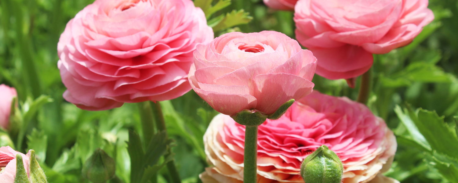 weltevrede flowers, schoone oordt, swellendam