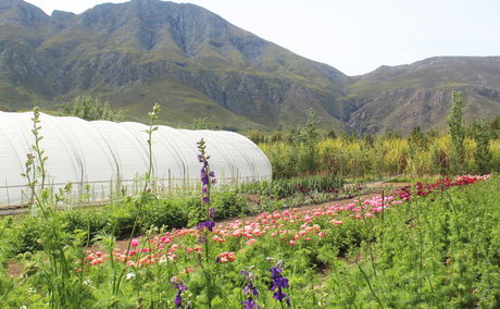 weltevrede flowers, schoone oordt, swellendam