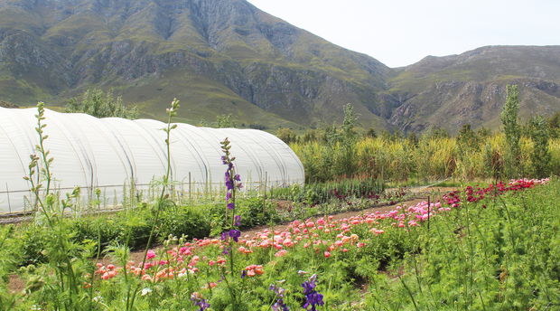 weltevrede flowers, schoone oordt, swellendam