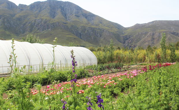 weltevrede flowers, schoone oordt, swellendam