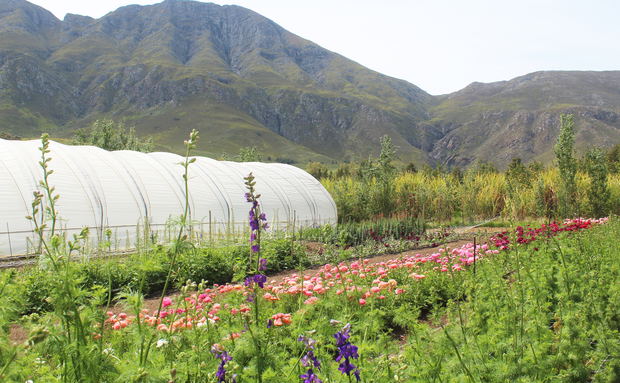 weltevrede flowers, schoone oordt, swellendam weltevrede flowers, schoone oordt, swellendam