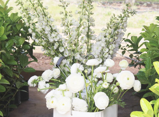 weltevrede flowers, schoone oordt, swellendam weltevrede flowers, schoone oordt, swellendam