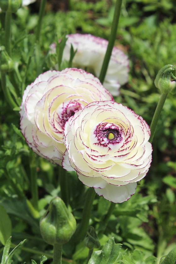 weltevrede flowers, schoone oordt, swellendam