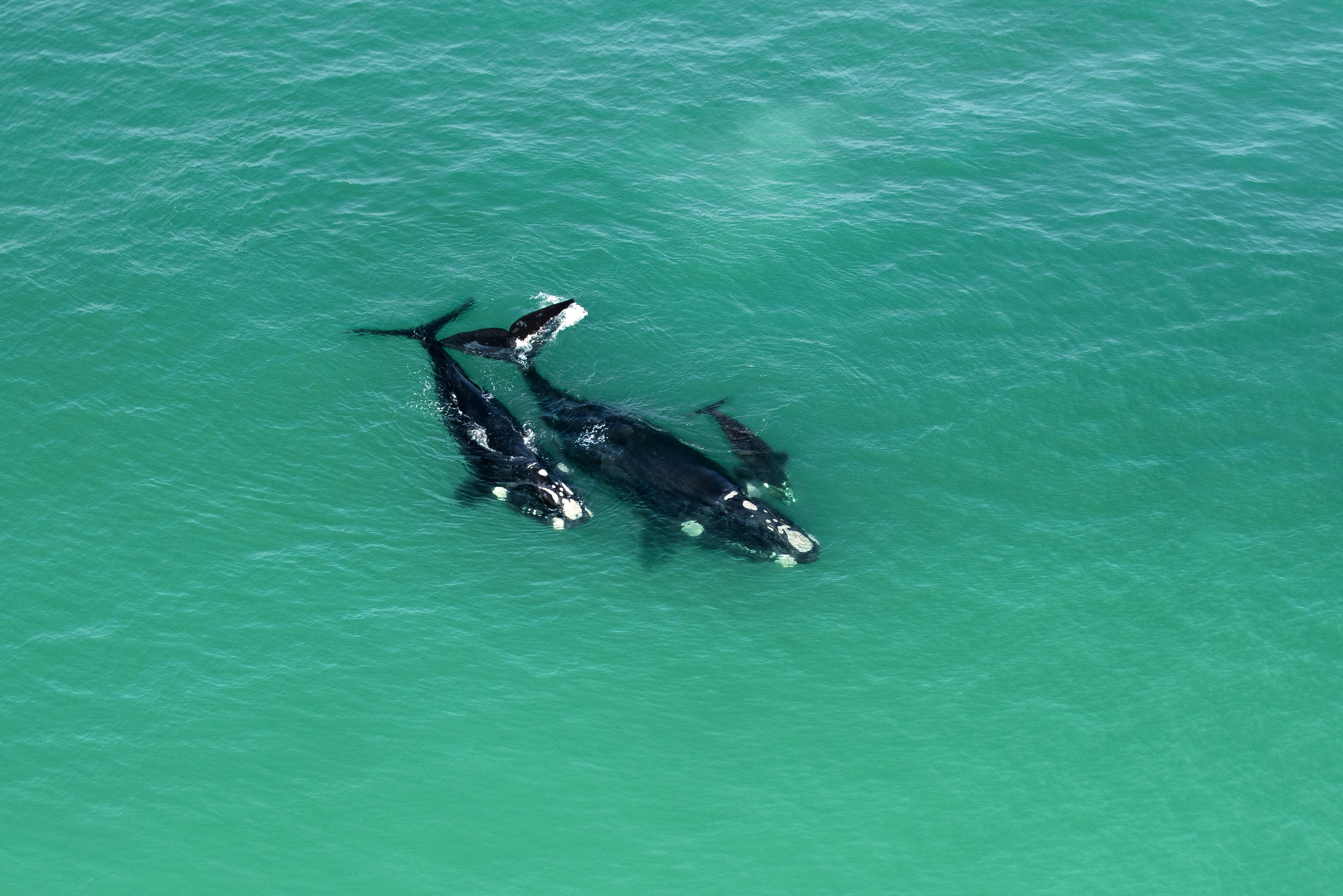 Whale Watching at De Hoop Nature Reserve