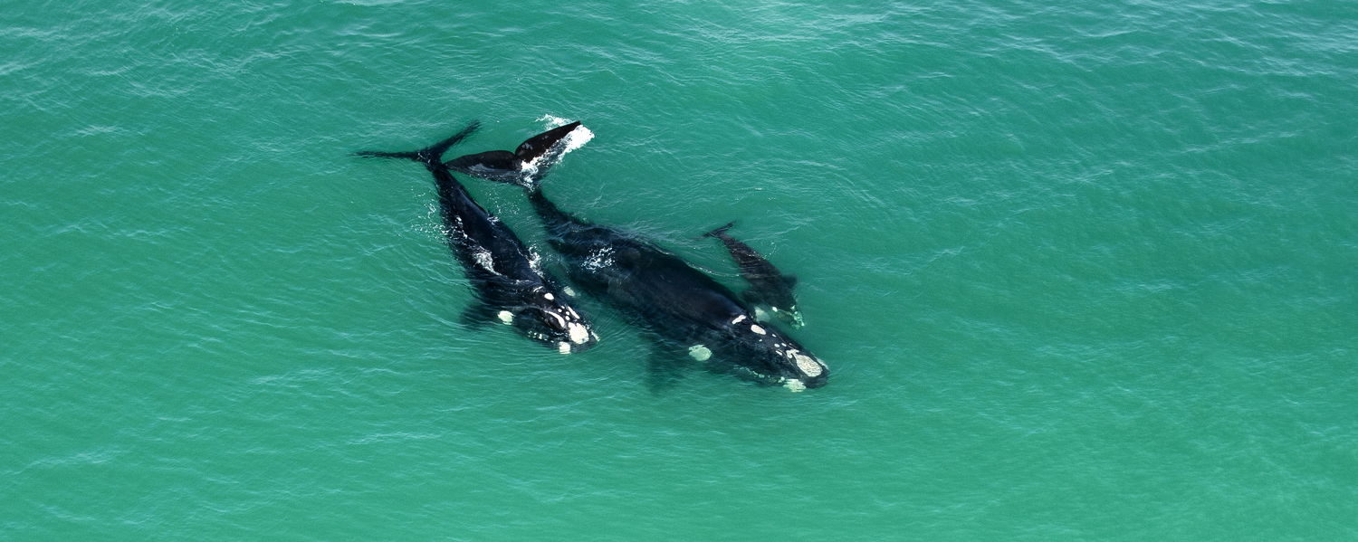 Whale Watching at De Hoop Nature Reserve