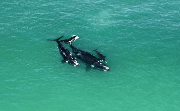 Whale Watching at De Hoop Nature Reserve