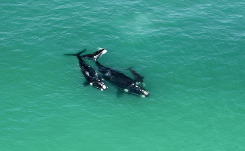 Whale Watching at De Hoop Nature Reserve