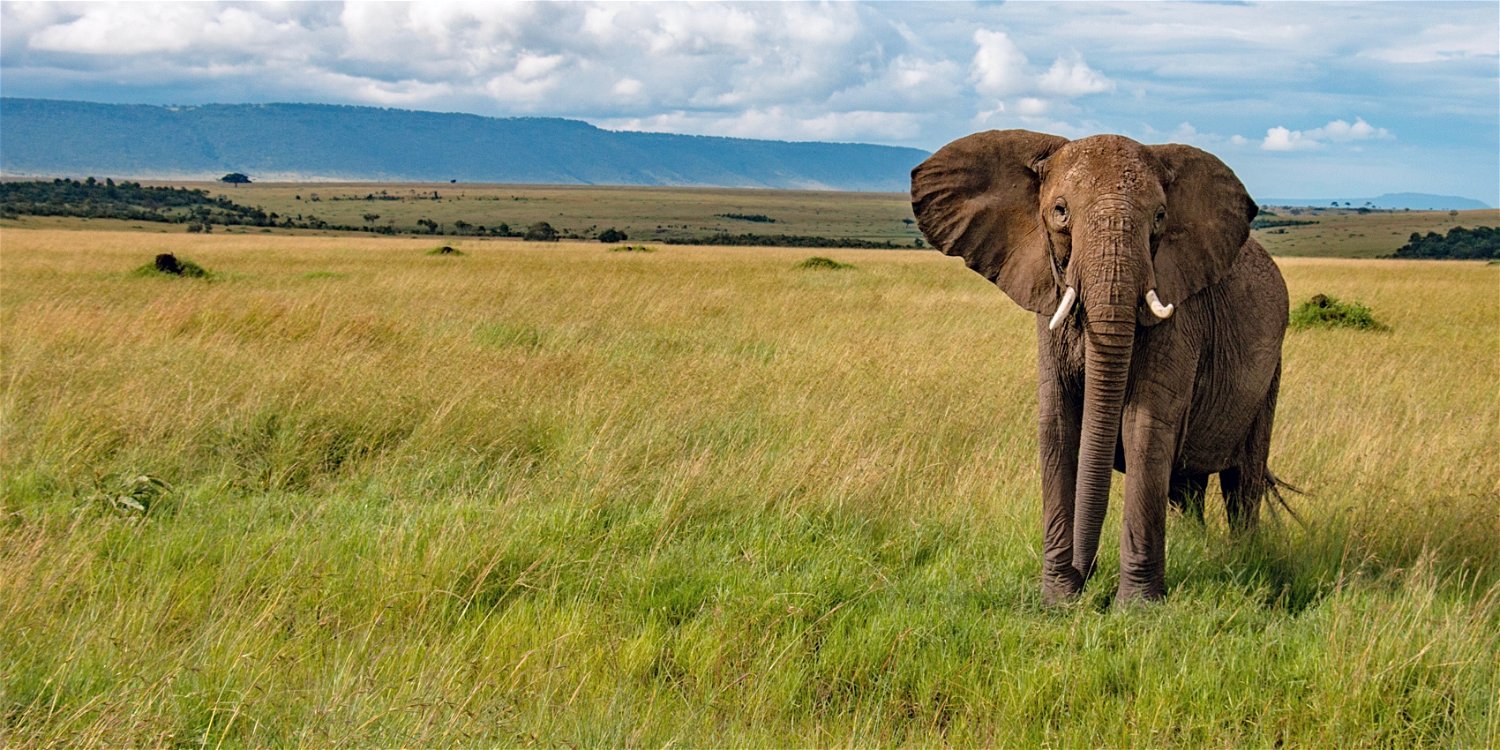 Tailor-made Safari Holidays in East Africa
