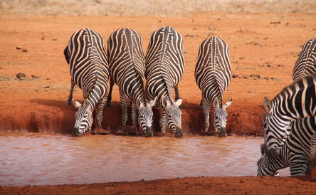 Kenya Highlights Safari