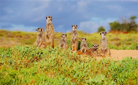 Meerkat Adventures