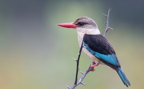 Brown Hooded Kingfisher