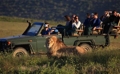 Game Drives at Garden Route Game Lodge