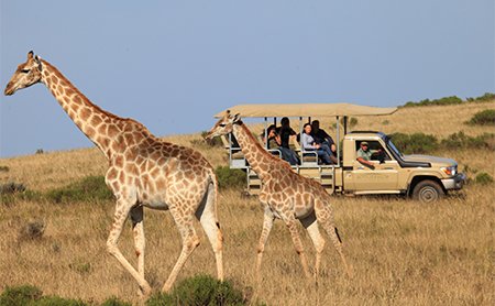 Game Drives at Botlierskop