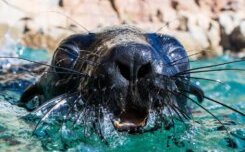 Swim with Seals