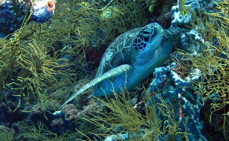sodwana bay activities sodwana bay activities