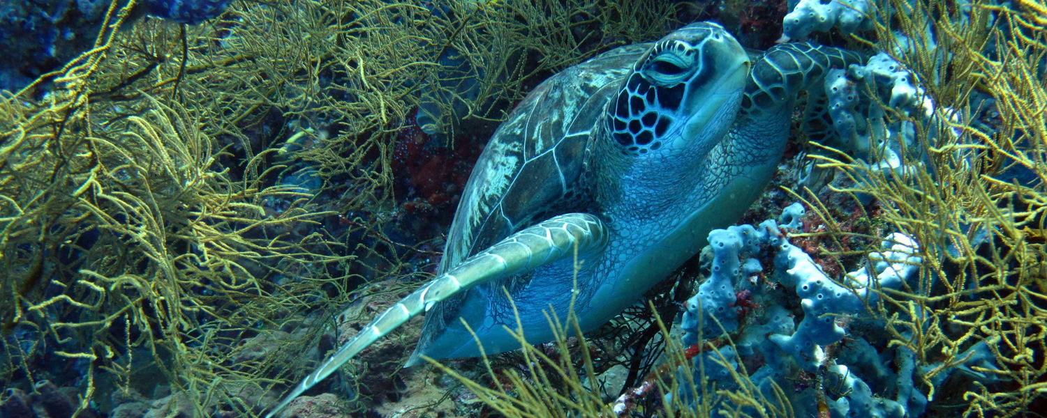 sodwana bay activities