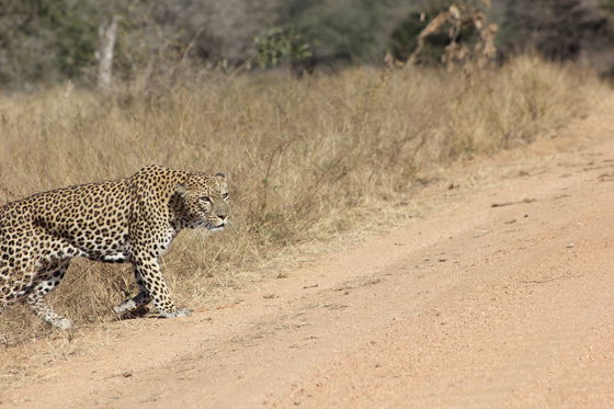 Kruger National Park, Phabeni Gate is only a 20-minute drive