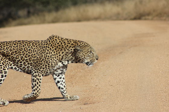 Kruger National Park, Phabeni Gate is only a 20-minute drive