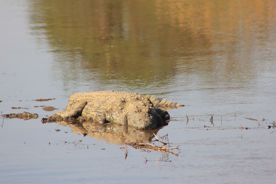 Kruger National Park, Phabeni Gate is only a 20-minute drive