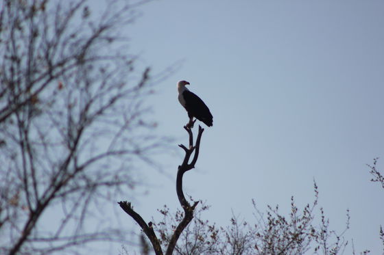 Kruger National Park, Phabeni Gate is only a 20-minute drive