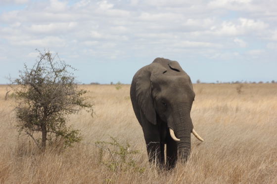 Kruger National Park, Phabeni Gate is only a 20-minute drive