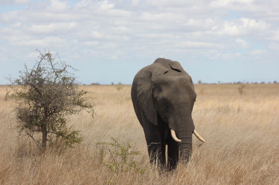 Kruger National Park, Phabeni Gate is only a 20-minute drive