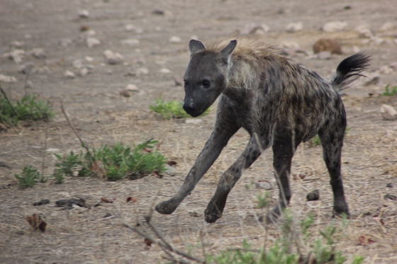 Kruger National Park, Phabeni Gate is only a 20-minute drive
