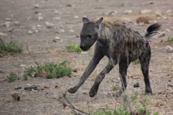 Kruger National Park, Phabeni Gate is only a 20-minute drive