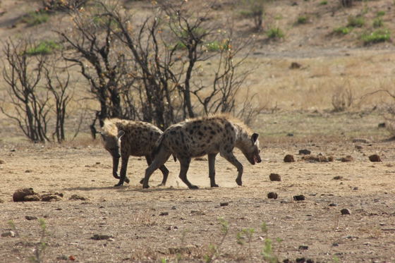Kruger National Park, Phabeni Gate is only a 20-minute drive